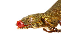 Prehensile-tailed gecko (Eurydactylodes agricolae)   licking eye. Sequence 2 of 3; on white background, captive, occurs in New Caledonia.