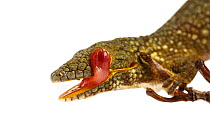 Prehensile-tailed gecko (Eurydactylodes agricolae) licking eye. Sequence 3 of 3; on white background, captive, occurs in New Caledonia.