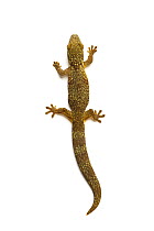 Prehensile-tailed gecko (Eurydactylodes agricolae) on white background. Captive, occurs in Caledonia.