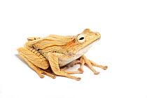 File-eared tree frog (Polypedates otophilus) captive on white background, occurs in South East Asia.
