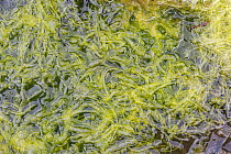 Gutweed (Enteromorpha intestinalis) growing in shallow rock pool, Isle of Ulva, Mull, Scotland, June.