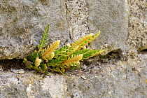 Rusty-back fern (Asplenium ceterach) Peak District National Park, Derbyshire, UK, May.