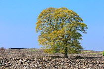 Oak (Quercus sp), and dry stone walls, Litton, Peak District National Park, Derbyshire, UK, May.