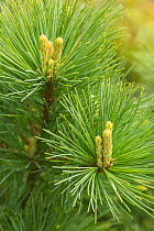 Eastern white pine (Pinus strobus) cultivar 'Bergman's Mini'