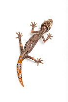 Northern spiny-tailed gecko (Strophurus ciliaris) view from above, captive occurs in Australia.