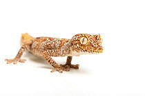 Northern spiny-tailed gecko (Strophurus ciliaris) portrait, captive,