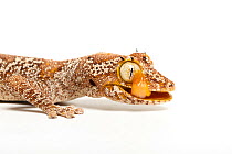 Northern spiny-tailed gecko (Strophurus ciliaris) licking eyeball, Captive, occurs in Australia.