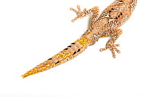 Northern spiny-tailed gecko (Strophurus ciliaris) tail, showing spines. Captive, occurs in Australia.