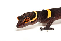 Hainan cave gecko (Goniurosaurus hainanensis) on white background, captive occurs in Japan.