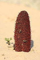 Tarthuth (Cynomorium coccineum) a parasitic desert plant pollinated by flies.  United Arab Emirates, February.