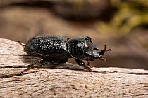 Rhinoceros beetle (Sinodendron cylindricum) male. Sheffield, UK. June.