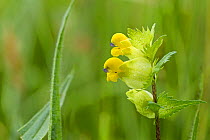Yellow rattle (Rhinanthus minor)   New Grove Meadows, Monmouthshire, Wales.