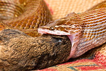 Cape house snake (Boadedon capensis) eating mouse, showing flexible jaws and throat. Captive from South Africa.
