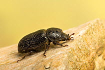 Rhinoceros beetle (Sinodendron cylindricum) female. Sheffield, May. Focus-stacked image