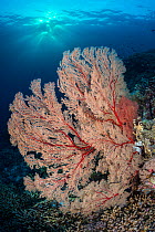 Red seafan (Melithaea sp) South Atoll, Tubbataha Atolls, Tubbataha Reefs Natural Park, Palawan, Philippines. Sulu Sea.