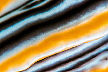 Nudibranch (Chromodoris magnifica) high magnification detail of a marginal band, Anilao, Batangas, Luzon, Philippines, Pacific Ocean.