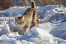 North American bobcat (Lynx rufus) stalking along the edge of the Madison River. Yellowstone National Park, Wyoming, USA. January