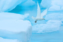 Ivory gull (Pagophila eburnea) rflying from sea ice in the Arctic Ocean, Svalbard Islands, Norway, July