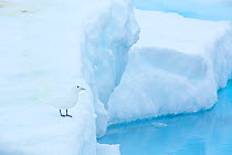 Ivory gull (Pagophila eburnea) resting on sea ice in the Arctic Ocean, Svalbard Islands, Norway, July
