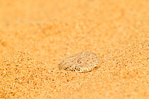 Peringuey's / Sidewinding adder (Bitis peringueyi) in the sand dune desert, Swakopmund, Namibia
