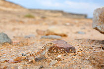 Scorpion gecko (Pristurus carteri) on Ras Al-Jinz Turtle Reserve beach, Ash-Sharkiyah, Oman, November
