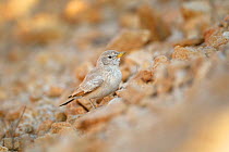 Desert lark (Ammomanes deserti) on ground, Jabal Al Qamar, Dhofar, Oman, November