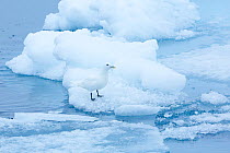 Ivory gull (Pagophila eburnea) resting on sea ice in the Arctic Ocean, Svalbard Islands, Norway, July