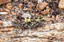 Camouflaged grasshopper, unknown species, Springbok, South Africa October