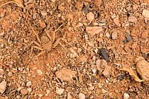 Spider (Sicarius sp) well camouflaged against the background thanks to the dust on its body, Namibia