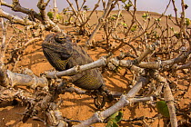 Namaqua chameleon (Chamaeleo namaquensis) blends well with its environment, Namib Naukluft National Park, Namibia