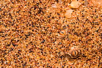 Peringuey's / Sidewinding adder (Bitis peringueyi) just its eyes showing above sand, perfectly disguised, Naukluft National Park, Namibia