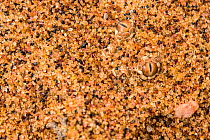 Peringuey&#39;s / sidewinding adder (Bitis peringueyi) hidden in the sand, Naukluft National Park, Namibia
