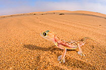 Web footed gecko (Palmatogecko rangei) Namib desert, Namibia