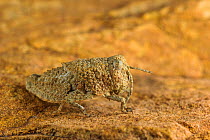 Toad grasshopper (Lamarckiana sp), young specimen very well camouflaged on a rock, Karoo region, South Africa