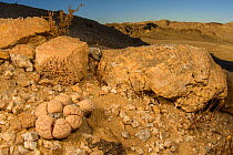 Stone plant (Lithops gracilidentata) in desert habitat, Namibia