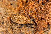 Assassin bug (Reduviidae sp) young nymph showing camouflage with habitat, South Africa