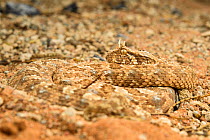 Horned adder (Bitis caudalis) camouflaged in its environment, Namib Naukluft National Park, Namibia