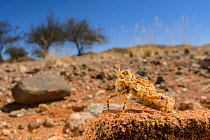 A tiny and bizarre looking (Pamphagidae) grasshopper in Namaqualand desert, Namibia