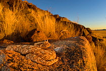 Horned adder (Bitis caudalis) camouflaged in its environment, Namib Naukluft National Park, Namibia June