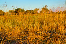 Nile monitor (Varanus niloticus) hidden in reed bed, Okavango Delta, Botswana.