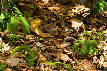 Pauraque (Nyctidromus albicollis) in leaf litter, Pantanal, Brazil.