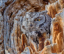 Western screech owl (Megascops kennicottii)  well camouflaged in dead wood, Bosque del Apache, New Mexico, USA, January.