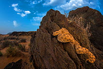 Horned Viper (Cerastes cerastes) basking on rock, Morocco.