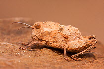 Grasshopper (Pamphagidae) in desert, Morocco.