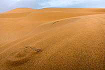 Sahara Sand Viper (Cerastes vipera) buried under sand, waiting to ambush prey, Western Sahara.