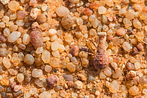 Desert Mantis (Eremiaphila sp.) in sand, Morocco.