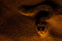 Sahara Sand Viper (Cerastes vipera) waiting to ambush prey at night, half buried under sand with only the head visible, Western Sahara Desert.