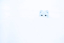Arctic fox (Vulpes lagopus) well camouflaged  in snow, Iceland.