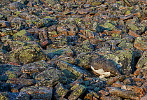 Ptarmigan (Lagopus mutus) camouflaged against rocks in summer plumage, Utsjoki Finland September