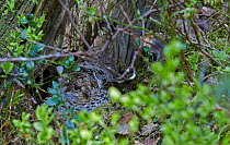 Hazel grouse (Bonasa bonasia) female incubating eggs in ground nest, Kuusamo Finland June